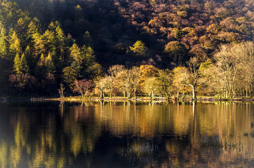 The Golden foliage of the autumn trees is reflected on the surface of a calm lake in the Cumbria National Park known as the Lake District.  