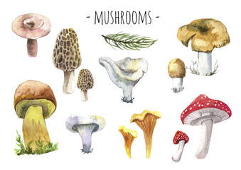Forest mashrooms watercolor set. different forest mashrooms.