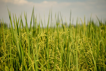 Rice field