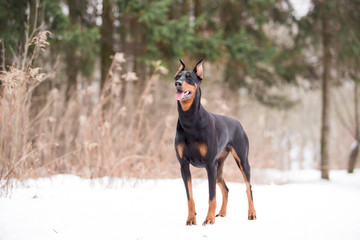 Dog breed Doberman plays in the winter forest