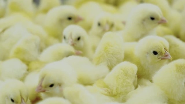 Сrowd yellow newborn fluffy chicken in farming incubator. Business technology for organic food. Agricultural production of growing chicks at farm. Beautiful background with moving little baby birds