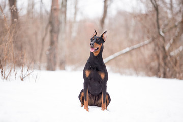 Dog breed Doberman plays in the winter forest
