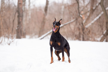 Dog breed Doberman plays in the winter forest