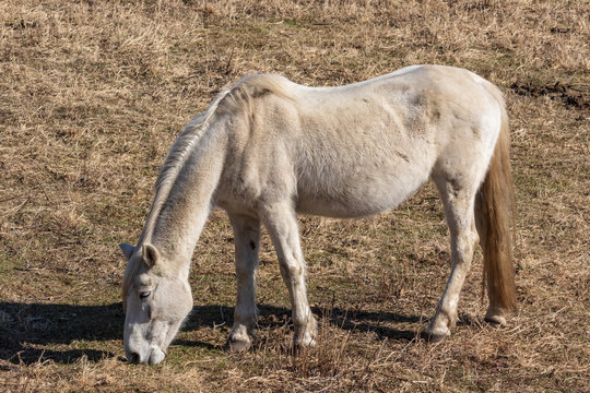 Beautiful horses in spring in the meadow eat grass. Horse walking in field.