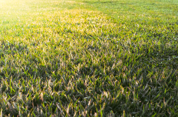 Grass hit by sunlight in the morning