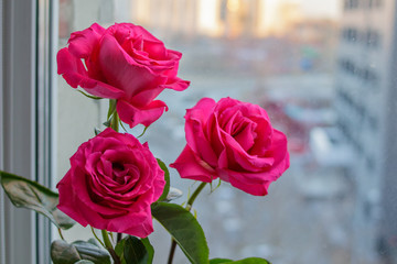 Delicate pink roses are on a blurred background