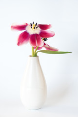 Tulpe