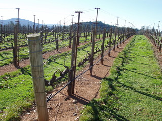 Dormant grape vines in Napa Valley