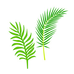 Tropical palm leaf vector illustration. Design element isolated on white background. Flat style jungle plant.