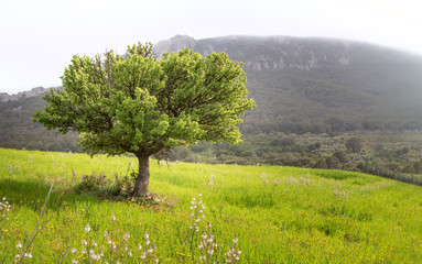 einzelner frisch grüner Baum auf einer Wiese in den Bergen, Morgentau, Frühling, Plantage
