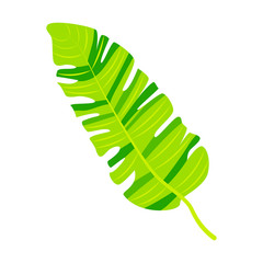 Tropical banana leaf vector illustration. Design element isolated on white background. Flat style jungle plant.