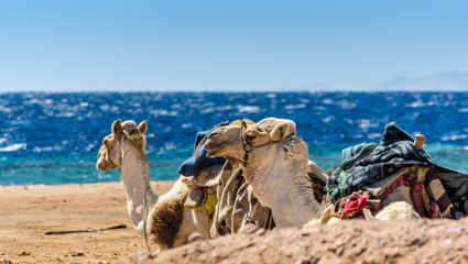 two camels on coast of sea in Egypt Dahab South Sinai