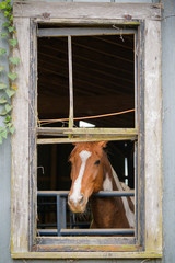 Horse in the stable window