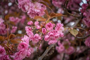 pink flowers in the garden