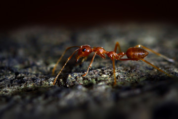 ant close up walking on wood