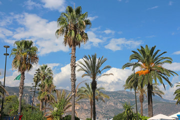 Fototapeta na wymiar Palm trees - French Riviera - Saint Jean Cap Ferrat
