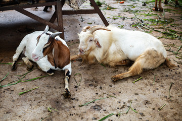 Naklejka na ściany i meble Goat closeup face friendly - zoo animal