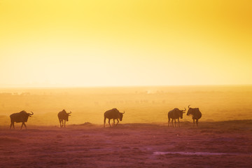 The silhouettes of wildebeests over sunset savanna