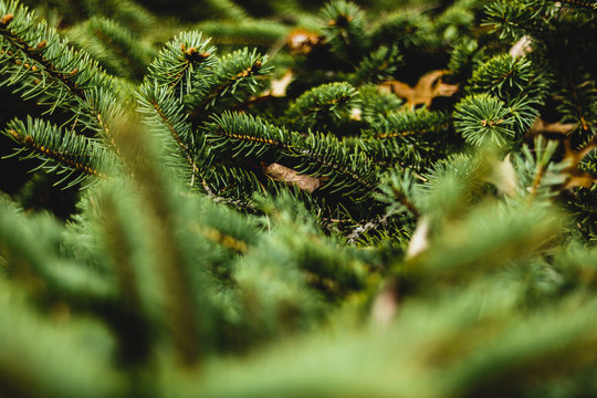 spiny leaves