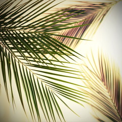 tropical green palm leaves, branches pattern blur effect vintage toned.Green abstract pattern background. flat lay, top view.copy space