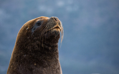 Animal patagonico