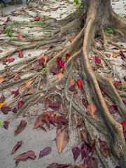The roots of a tropical tree. Koh Phangan. Thailand.