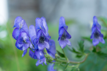 トリカブトの花