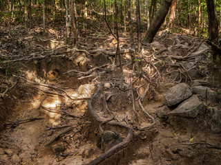 The roots of a tropical tree. Koh Phangan. Thailand.