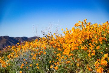 Fototapeta premium A Riot of Poppies