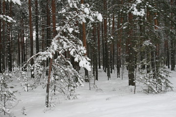 Fototapeta premium Winter Forest Winter Tale
