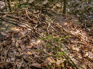 The roots of a tropical tree. Koh Phangan. Thailand.