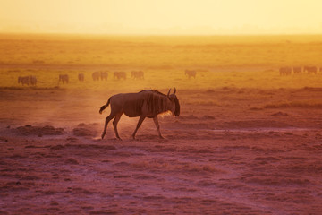 Adult blue wildebeest walking at evening savannah