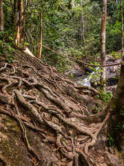 The roots of a tropical tree. Koh Phangan. Thailand.