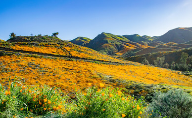 Carpets of California Golden Poppies