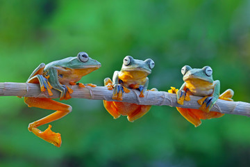 flying frog family, tree frog, java tree frog