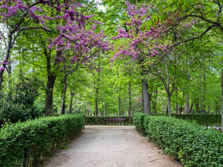 Trees with flowers and a bench in lush park
