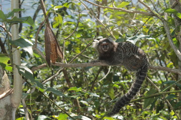 monito