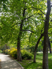 Fototapeta na wymiar Thick trees next to a path in park