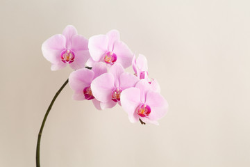 beautiful Phalaenopsis orchid flowers on beige background