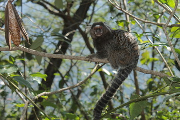 monito