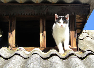 Domestic black and white cat at the attic window on the roof of rustic house