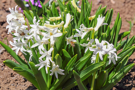 Hyacinthus orientalis flower on an abstract background. White (Carnegie) hyacinth. Hello Spring. Used in the perfume industry. Selective focus, close-up.