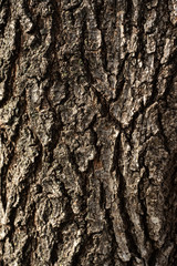 Abstract background texture. Natural wood seamless pattern. Wallpaper design, grunge old surface. Nature, plant, tree bark, trunk