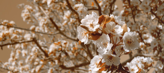 background with flowers