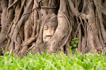 Fototapeta na wymiar Buddha head in tree roots | Ayutthaya, Thailand
