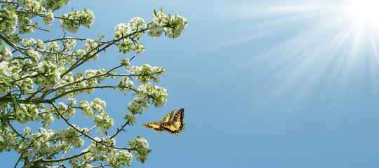 abstract template with blooming twigs and butterflies 