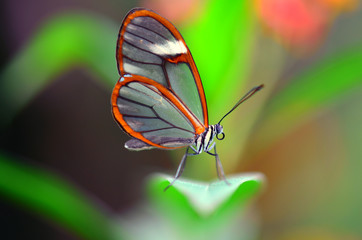 Naklejka na ściany i meble butterfly on leaf