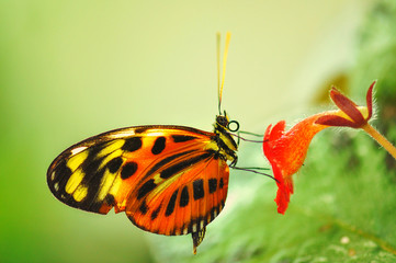Fototapeta na wymiar Close up beautiful butterfly on a red flower