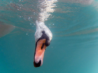 Swan with head under water looking for food