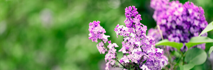 Obraz premium Purple lilac flowers on a green background